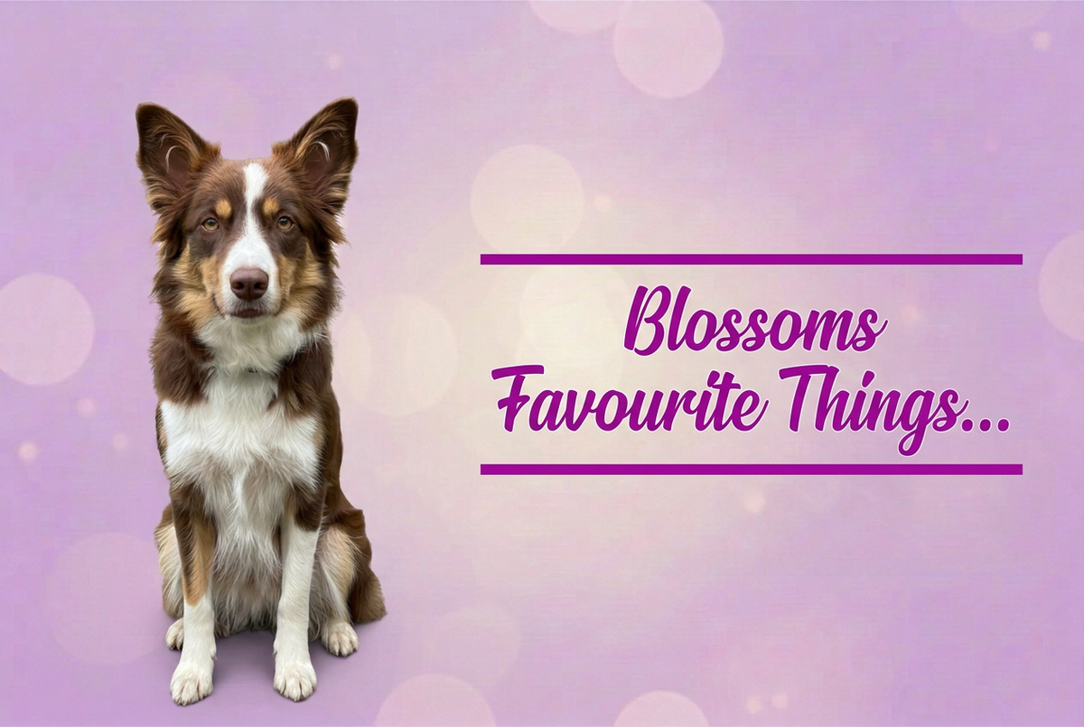 Blossoms Favourite Things banner with Blossom the Border Collie on a lilac bokeh background